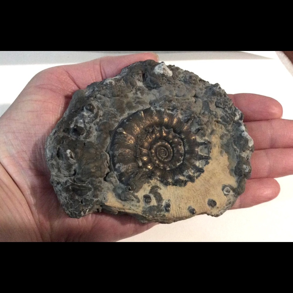 🐙🦕Ammonite pyrite fossils🦖🐙